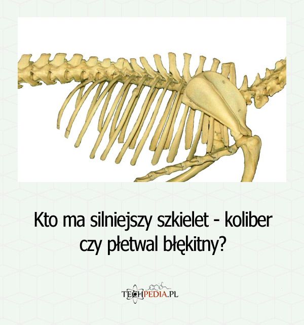 Kto ma silniejszy szkielet - koliber czy płetwal błękitny?