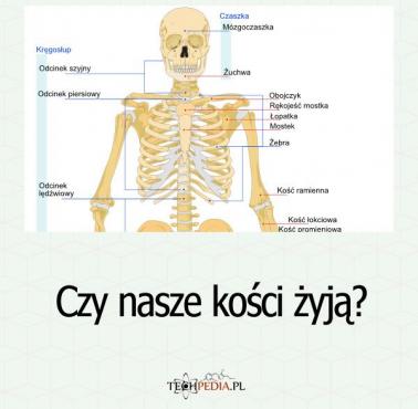 Czy nasze kości żyją?