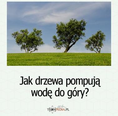 Jak drzewa pompują wodę do góry?