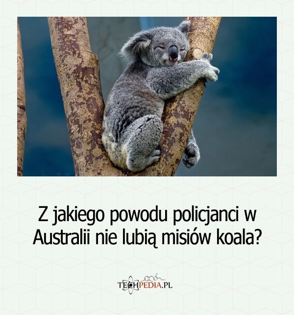 Z jakiego powodu policjanci w Australii nie lubią misiów koala?