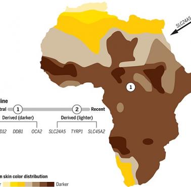 Dominujące kolory skóry w Afryce