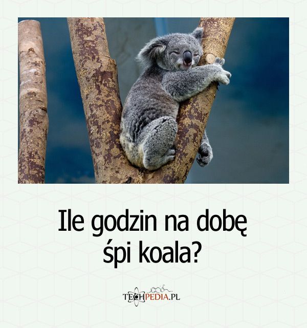 Ile godzin na dobę śpi koala?