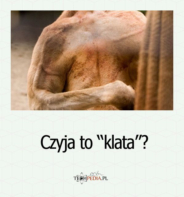 Czyja to klata?