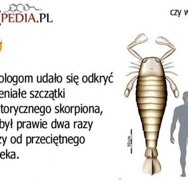 Prehistoryczny monstrualny skorpion