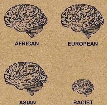 Porównanie mózgów