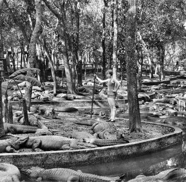 Farma krokodyli, St. Augustine na Florydzie, 1926