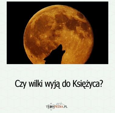 Czy wilki wyją do Księżyca?