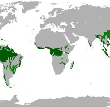 Występowanie lasów deszczowych na świecie