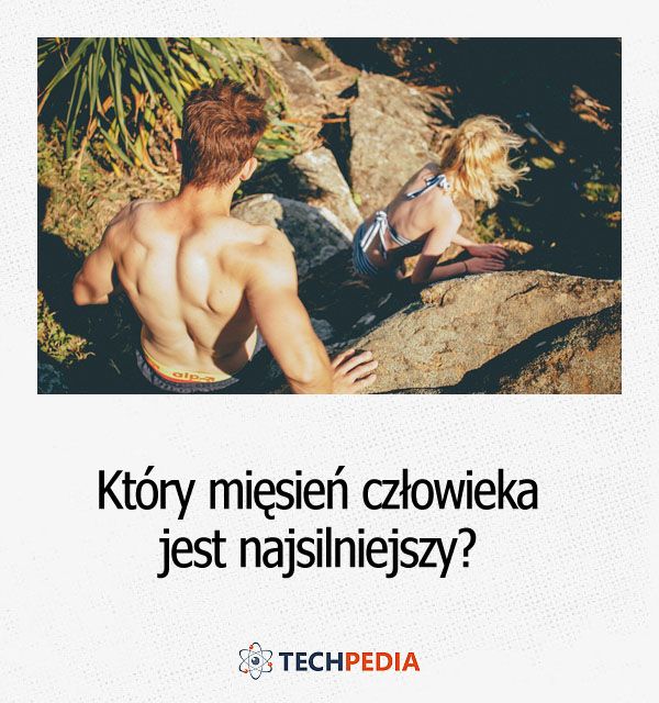 Który mięsień człowieka jest najsilniejszy?