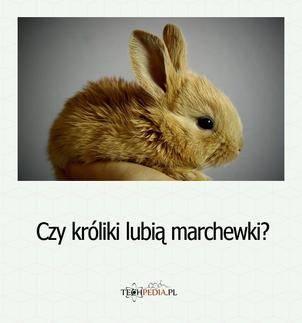 Czy króliki lubią marchewki?