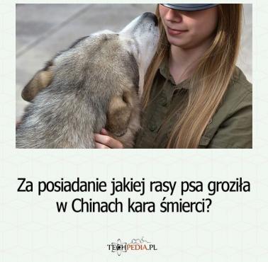 Za posiadanie jakiej rasy psa groziła w Chinach kara śmierci?