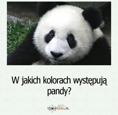 W jakich kolorach występują pandy?