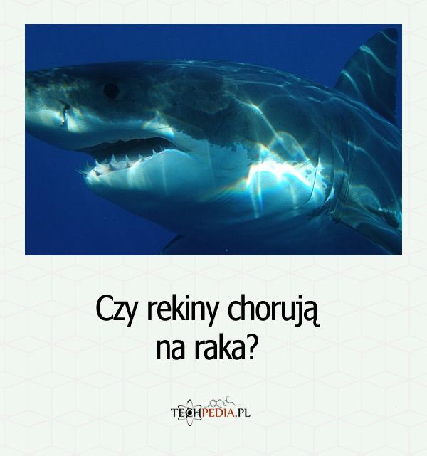 Czy rekiny chorują na raka?