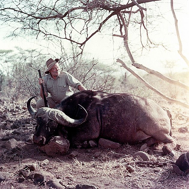 Amerykański pisarz i miłośnik komunizmu Ernest Hemingway pozuje z upolowanym bawołem.