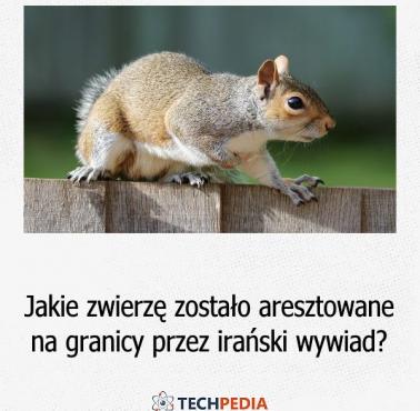 Jakie zwierzę zostało aresztowane na granicy przez irański wywiad?