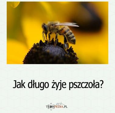 Jak długo żyje pszczoła?