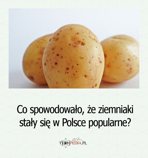 Co spowodowało, że ziemniaki stały się w Polsce popularne?