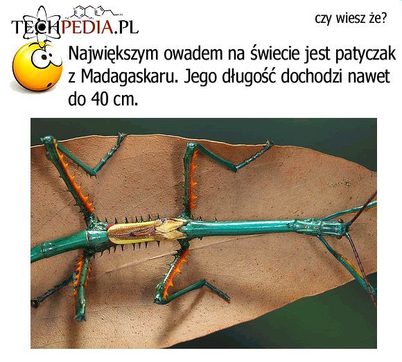 Patyczak z Madagaskaru