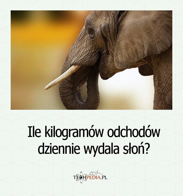 Ile kilogramów odchodów dziennie wydala słoń?