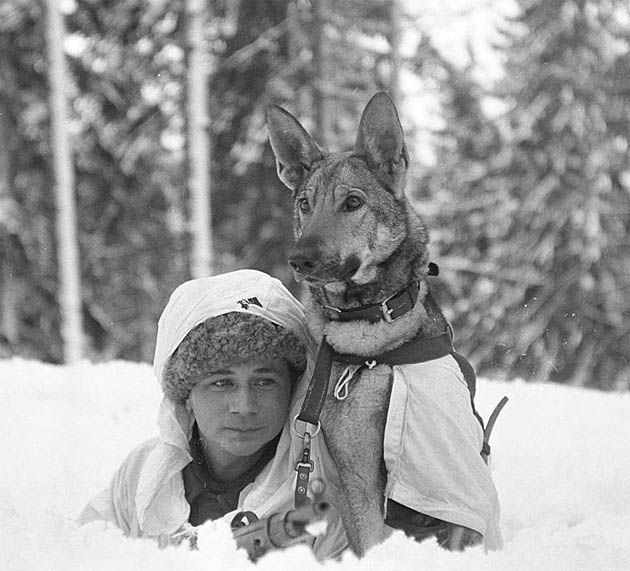 Wojna rosyjska-fińska, szkolenie psów w ośrodku w Hämeenlinna (Finlandia).