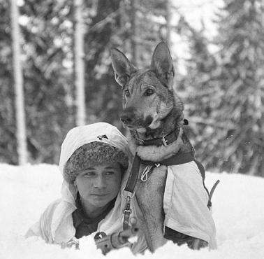 Wojna rosyjska-fińska, szkolenie psów w ośrodku w Hämeenlinna (Finlandia).