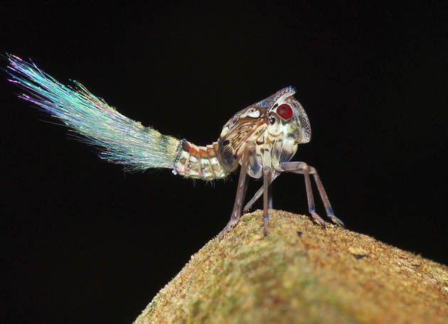 Planthopper to nowo odkryty gatunek insektów w Surinamie.