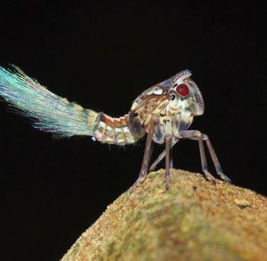 Planthopper to nowo odkryty gatunek insektów w Surinamie.