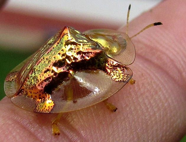 Złoty chrząszcz (Charidotella sexpunctata)