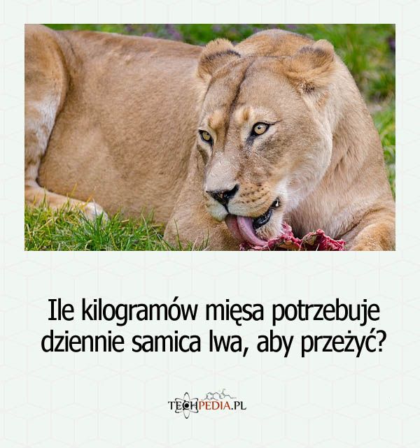 Ile kilogramów mięsa potrzebuje dziennie samica lwa, aby przeżyć?