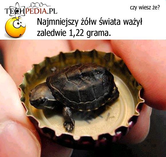 Najmniejszy żółw świata