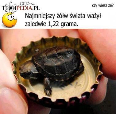 Najmniejszy żółw świata