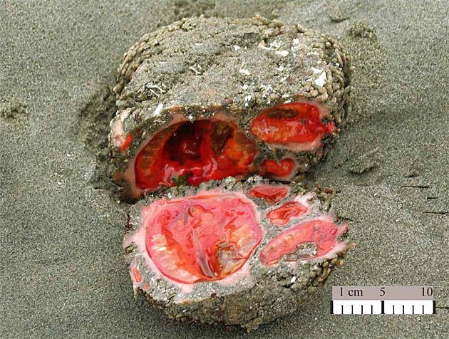 Pyura chilensis - żywe kamienie.