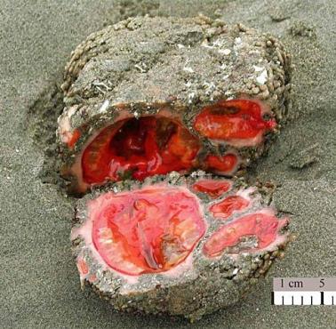 Pyura chilensis - żywe kamienie.