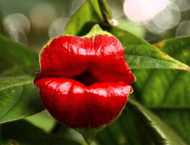 Psychotria elata – kwiat który nazywany jest również „hooker lips” (ustami prostytutki). 