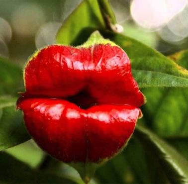 Psychotria elata – kwiat który nazywany jest również „hooker lips” (ustami prostytutki). 