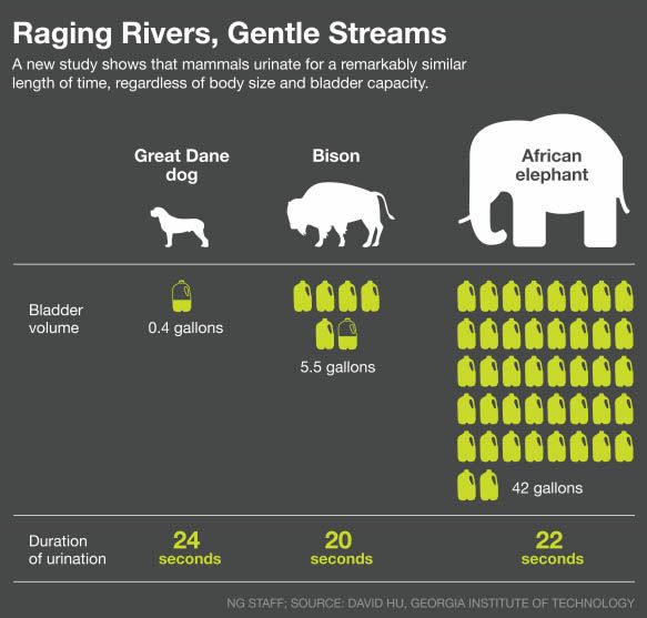 Ile moczu oddają w określonym czasie - pies, bizon i słoń.
