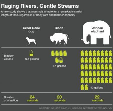 Ile moczu oddają w określonym czasie - pies, bizon i słoń.