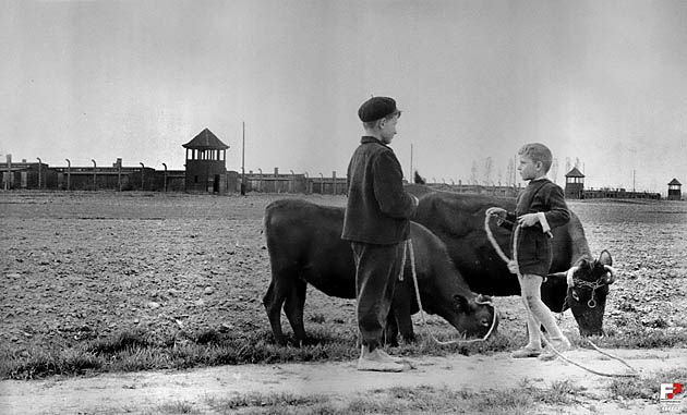 Wiejscy chłopcy wypasają krowy w pobliżu byłego niemieckiego obozu koncentracyjnego - Auschwitz-Birkenau.