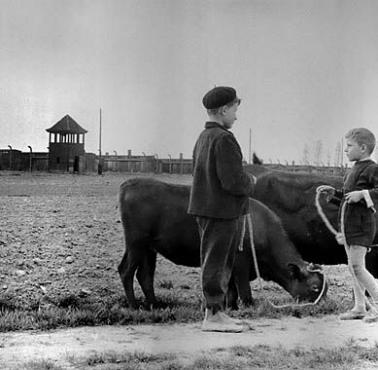 Wiejscy chłopcy wypasają krowy w pobliżu byłego niemieckiego obozu koncentracyjnego - Auschwitz-Birkenau.