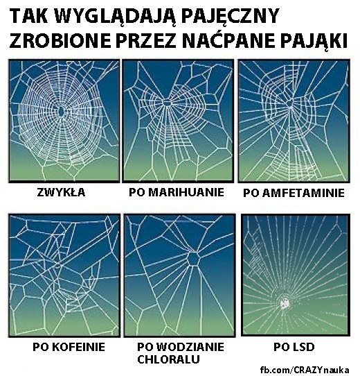 Pajęczyny zrobione przez naćpane pająki