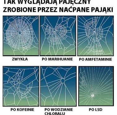 Pajęczyny zrobione przez naćpane pająki