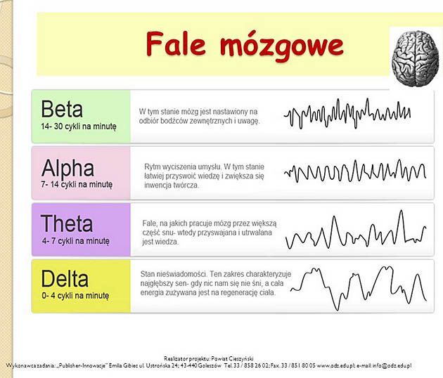 Fale mózgowe i ich funkcje