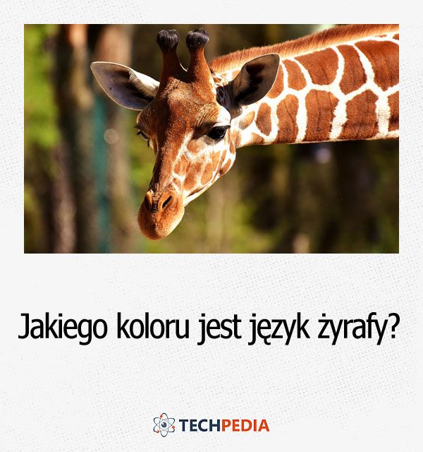 Jakiego koloru jest język żyrafy?