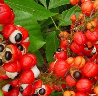 Czy wiesz, że nasiona guarany zawierają najwięcej kofeiny.