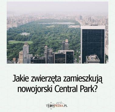 Jakie zwierzęta zamieszkują nowojorski Central Park?