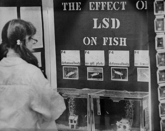 Jak LSD działa na ryby. Naukowa informacja dla studentów Monte Vista w Colorado.