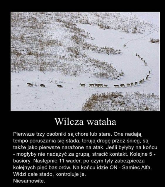 Wilcza wataha