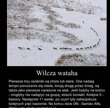 Wilcza wataha