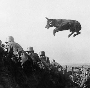 Niemiecki pies z listem w trakcie bitwy podczas I wojny światowej.