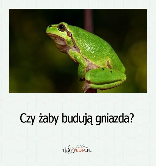 Czy żaby budują gniazda?